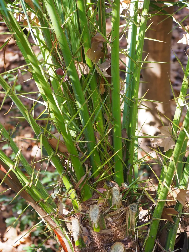 Reclining Date Palm (Phoenix reclinata) – in a garden setting, plant photo