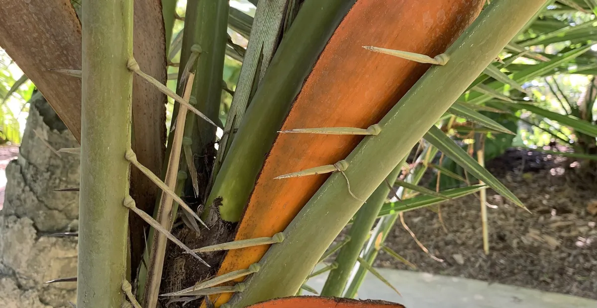 Reclining Date Palm (Phoenix reclinata) – plant photo