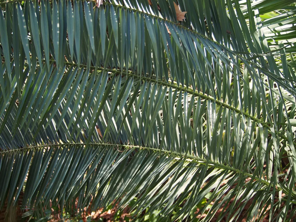 Reclining Date Palm (Phoenix reclinata) – in a garden setting, plant photo