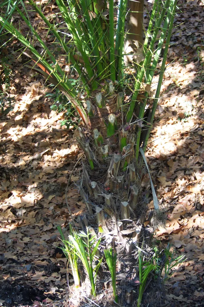 Reclining Date Palm (Phoenix reclinata) – in a garden setting, plant photo