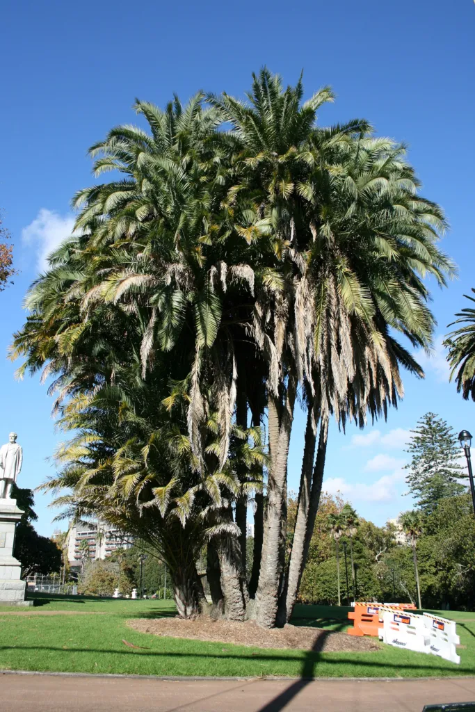 Reclining Date Palm (Phoenix reclinata) – in a garden setting, plant photo