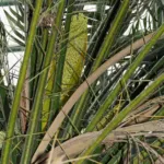 miniature date palm (Phoenix roebelenii) – plant photo