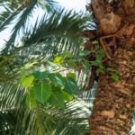 Phoenix rupicola – fotografia rastliny