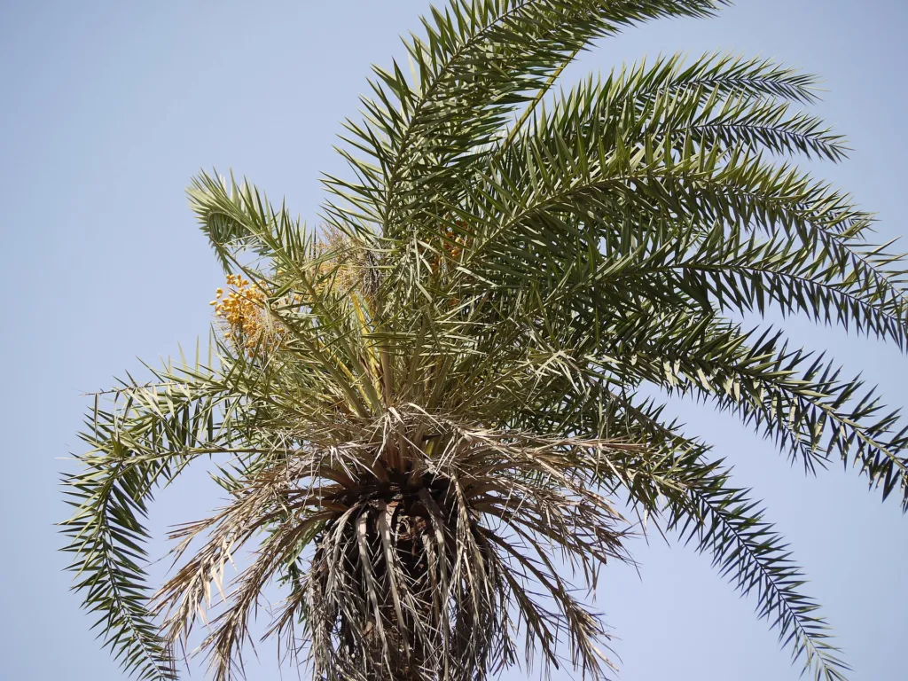 datľovník lesný (Phoenix sylvestris) – kvety zblízka, fotografia rastliny