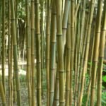 Phyllostachys aureosulcata – foto della pianta