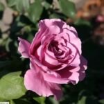 Piante vascolari (Tracheophyta) – foto della pianta