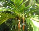 Guida alla coltivazione della pinang yaki (Areca vestiaria)