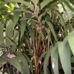 Pinanga coronata – zdjęcie rośliny
