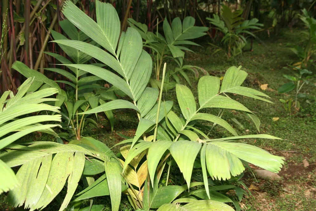 Pinanga coronata – in a garden setting, plant photo