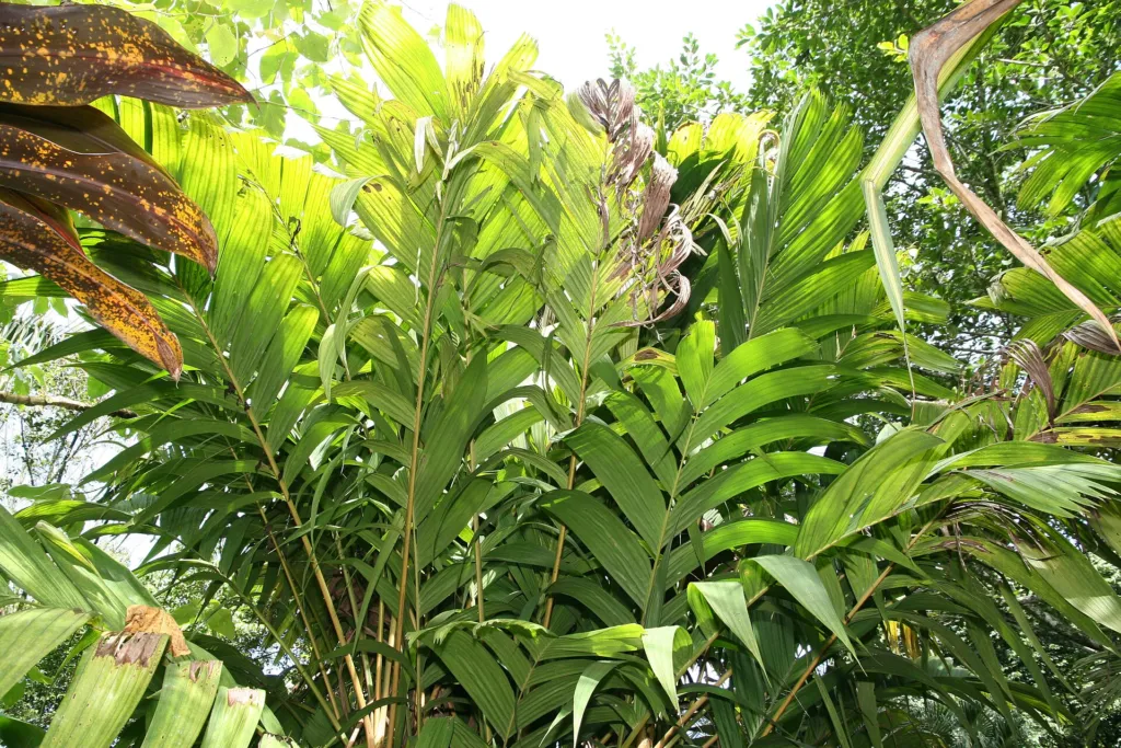 Pinanga coronata – in a garden setting, plant photo