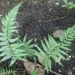 Polystichum luctuosum – foto della pianta
