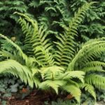 Polystichum setiferum – foto della pianta