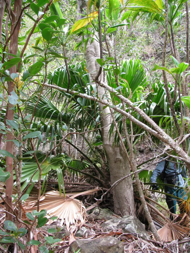 Loulu (Pritchardia glabrata) – in its natural habitat, plant photo
