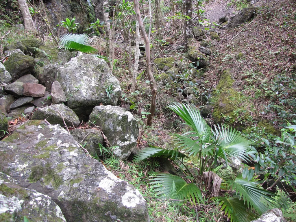 Loulu (Pritchardia glabrata) – natural growth habit, plant photo