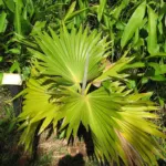 Hillebrand's Loulu (Pritchardia hillebrandii) – plant photo