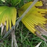 Pritchardia pacifica – Pflanzenfoto