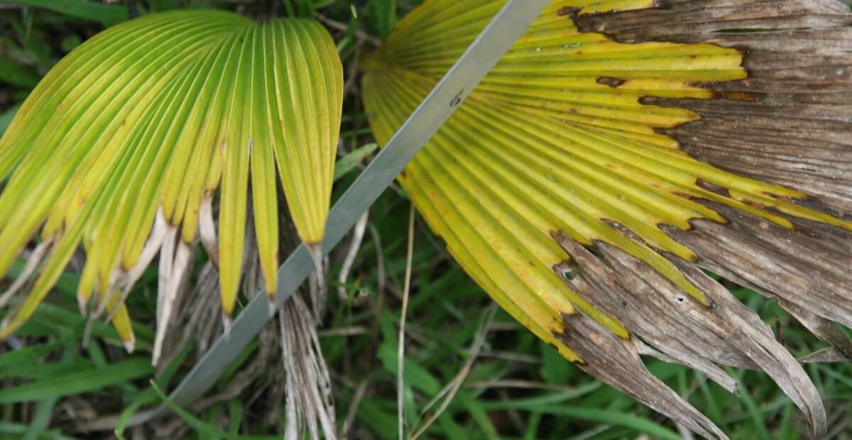 Pritchardia pacifica – plant photo