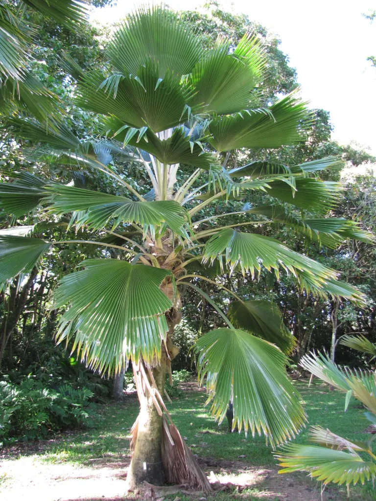Pritchardia pacifica – natürliche Wuchsform, Pflanzenfoto