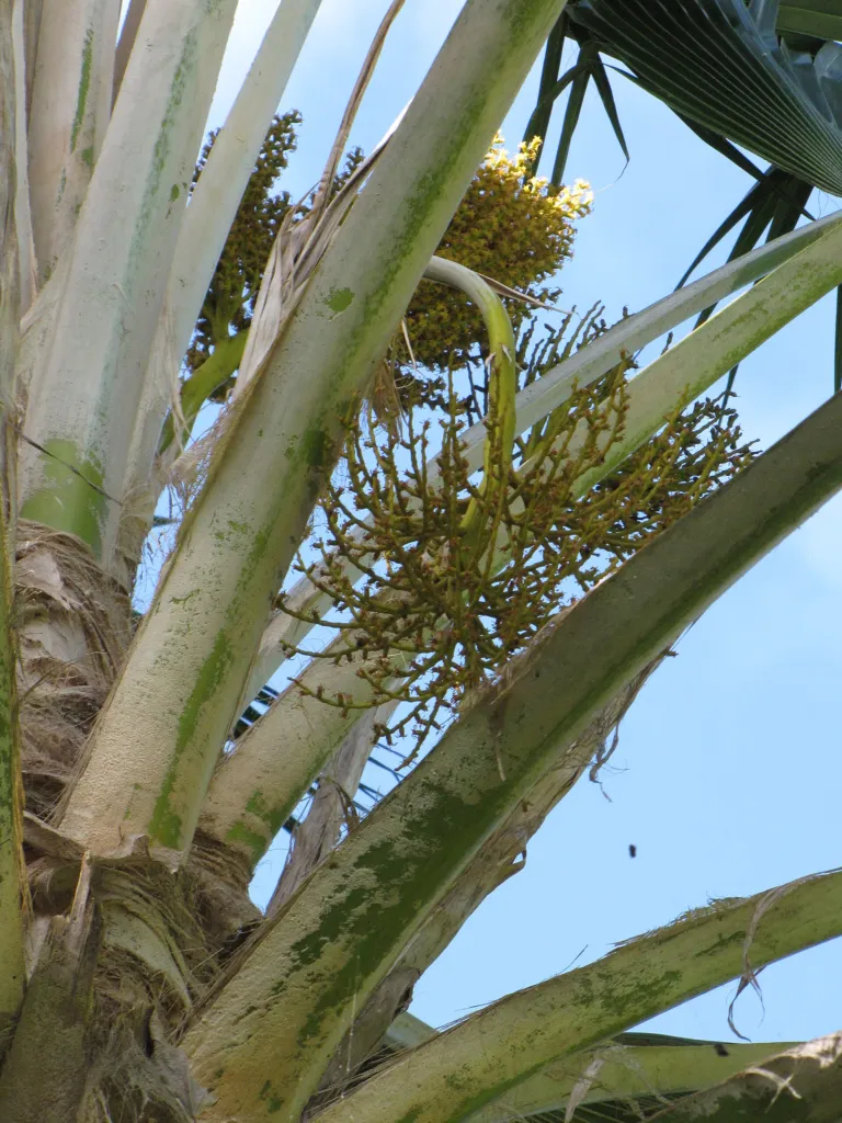 Pritchardia pacifica – Blüten in Nahaufnahme, Pflanzenfoto
