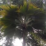 Pritchardia thurstonii – Pflanzenfoto