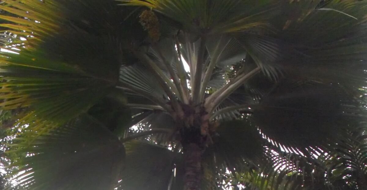 Pritchardia thurstonii – plant photo