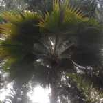Pritchardia thurstonii care guide (Pritchardia thurstonii) – plant photo