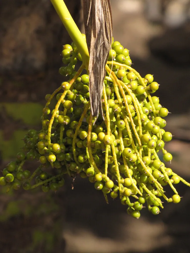 Pritchardia thurstonii care guide (Pritchardia thurstonii) – flowers in close-up, plant photo