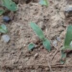 Proso (Panicum miliaceum) – fotografia rastliny