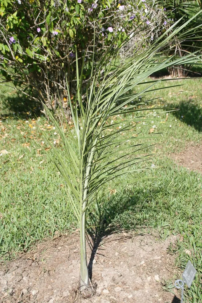 Palma ciliegia della Florida o palma bucaniera (Pseudophoenix sargentii) – in a garden setting