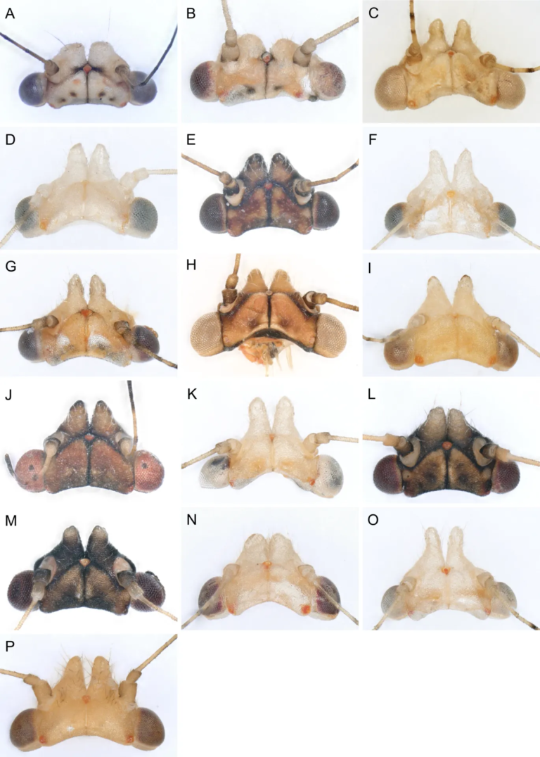 Psilla comune del pero – foto diagnostica