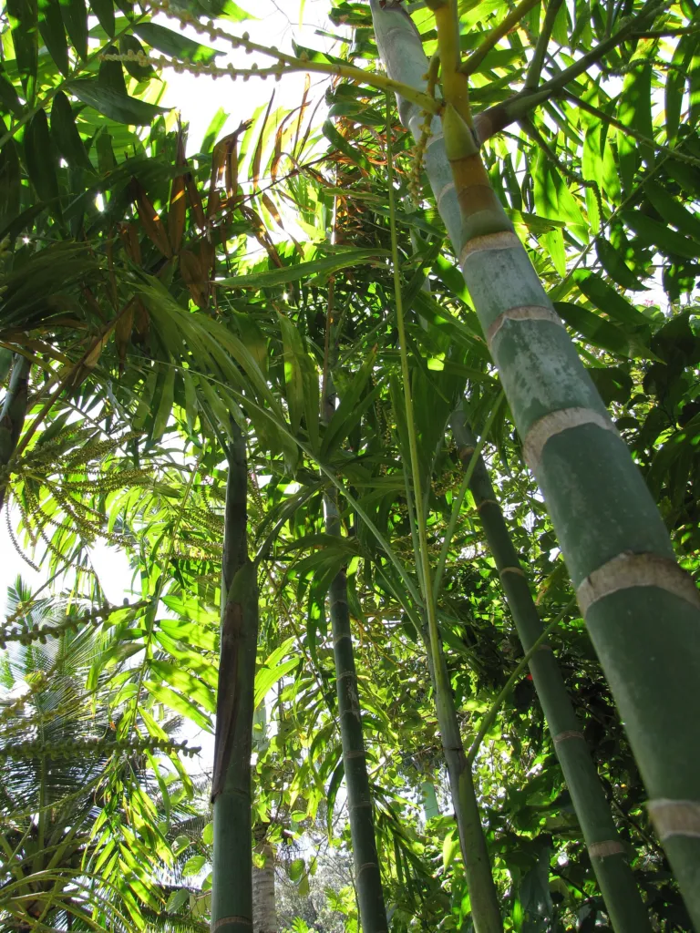 Ptychosperma macarthurii – in a garden setting, plant photo