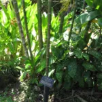 he Macarthur palm (Ptychosperma macarthurii) – plant photo