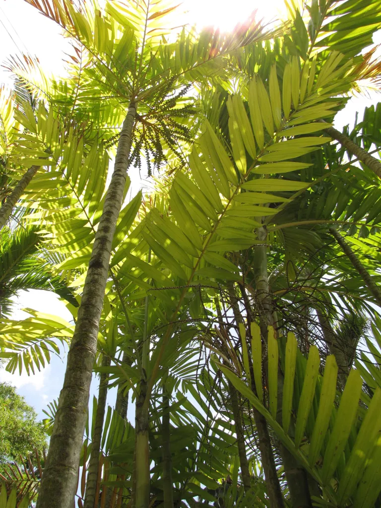 Ptychosperma macarthurii – natural growth habit, plant photo