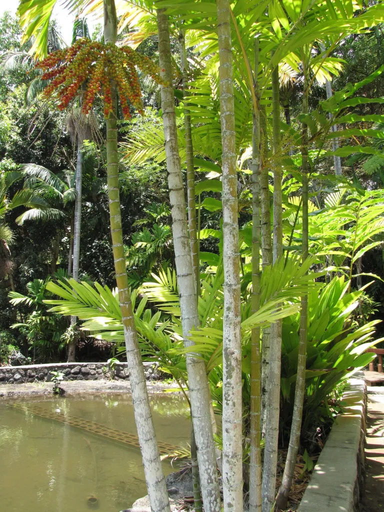 Ptychosperma macarthurii – natural growth habit, plant photo