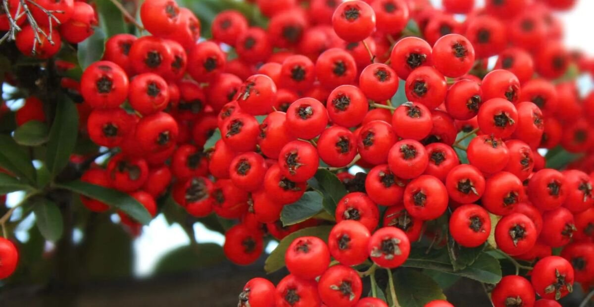 Pyracantha 'Red Column' – plant photo