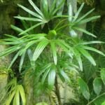 rapis wyniosły lub palma bambusowa (Rhapis excelsa) – zdjęcie rośliny