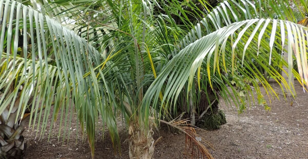 Ravenea glauca – plant photo
