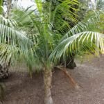 Ravenea glauca – foto della pianta