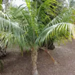 Ravenea glauca care guide (Ravenea glauca) – plant photo