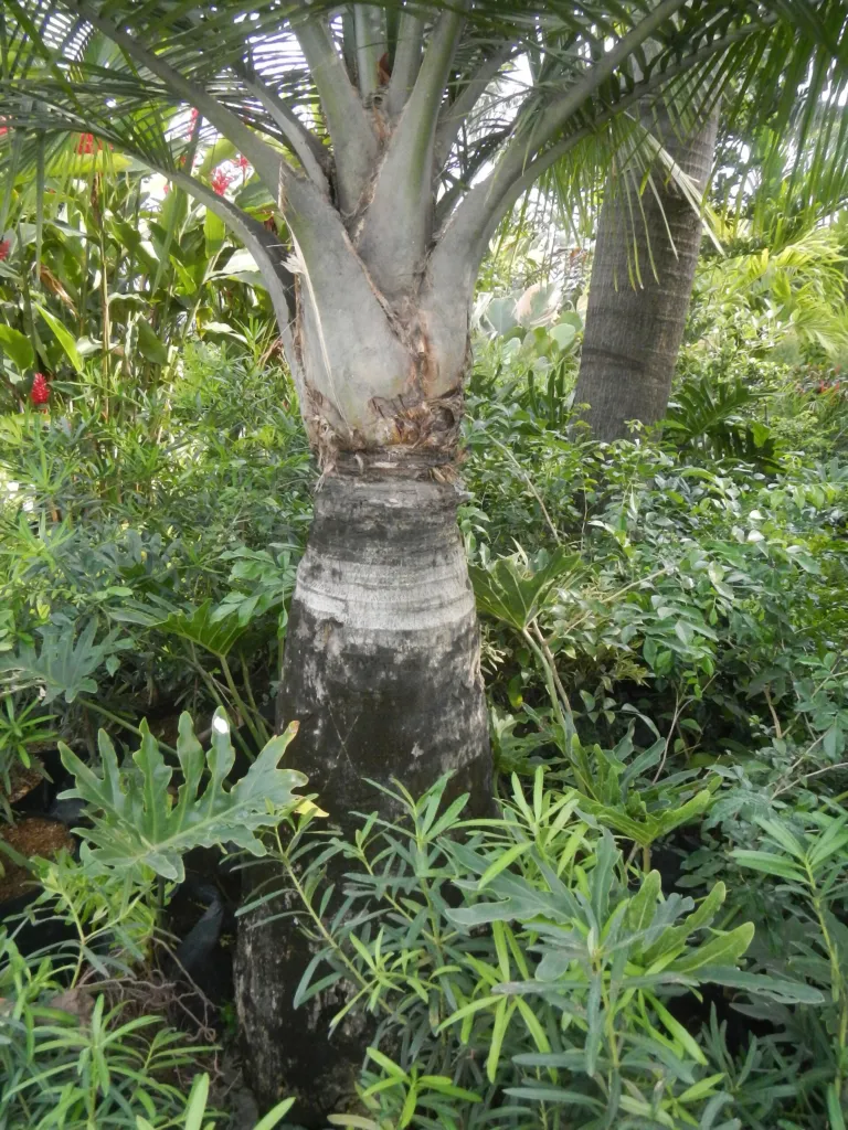 Kentiapalme (Ravenea rivularis) – im Garten, Pflanzenfoto