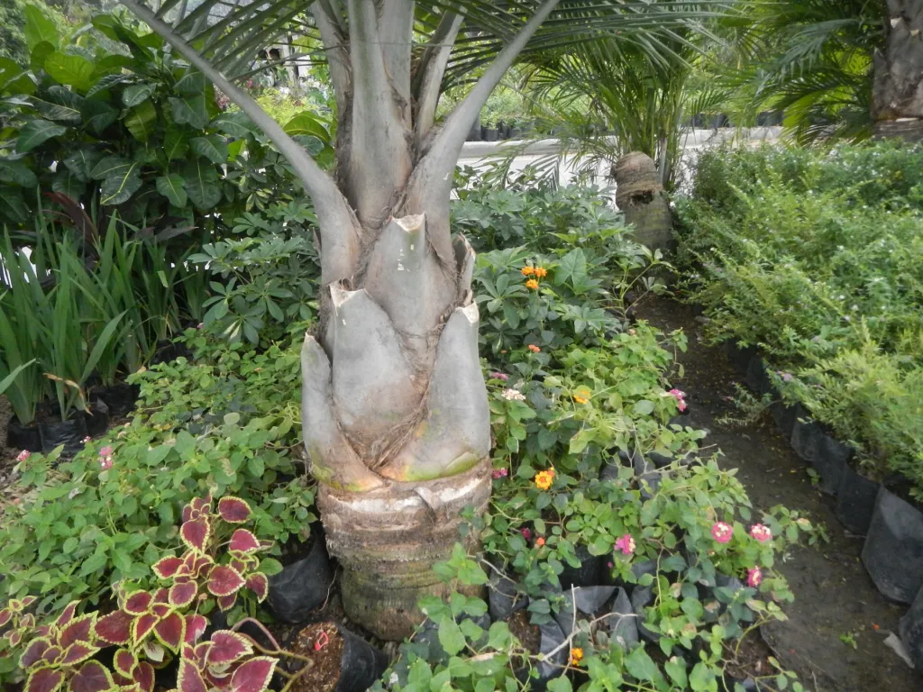 Kentiapalme (Ravenea rivularis) – im Garten, Pflanzenfoto