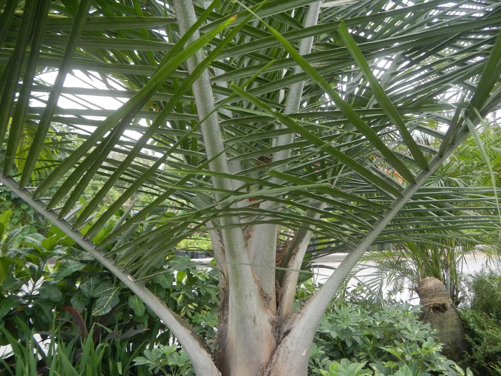 Kentiapalme (Ravenea rivularis) – im Garten, Pflanzenfoto