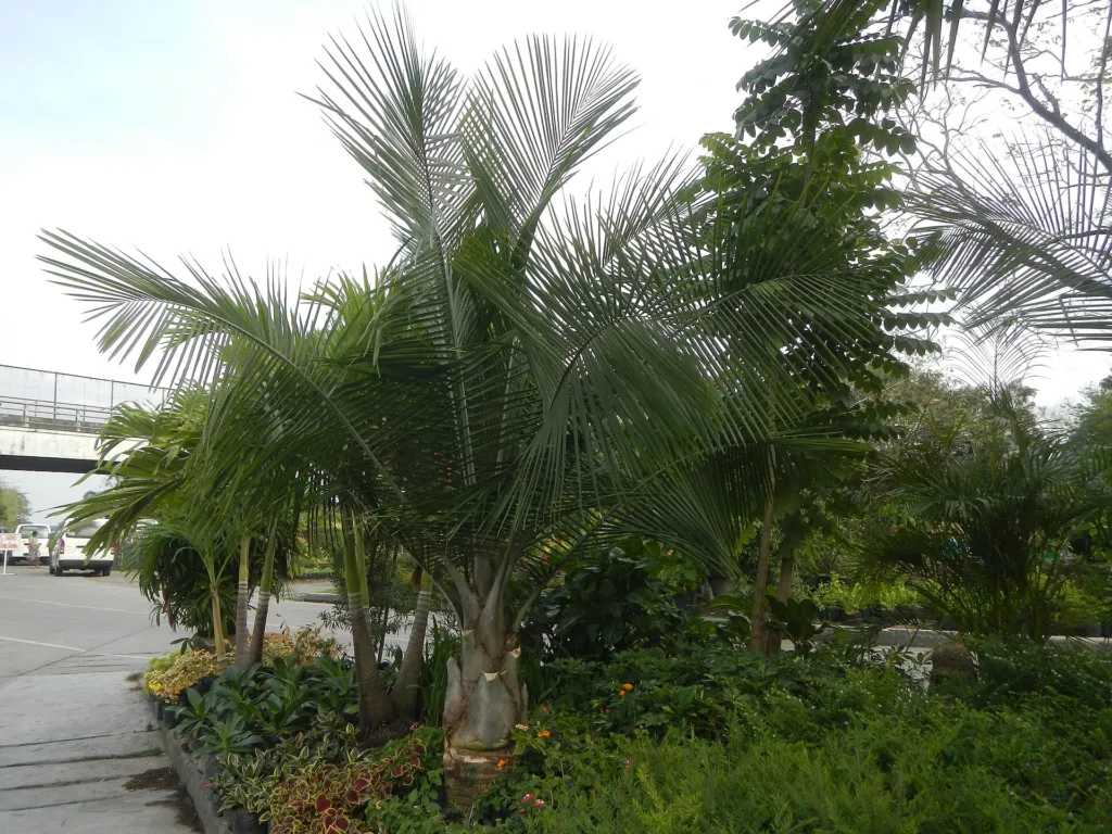 Kentiapalme (Ravenea rivularis) – im Garten, Pflanzenfoto