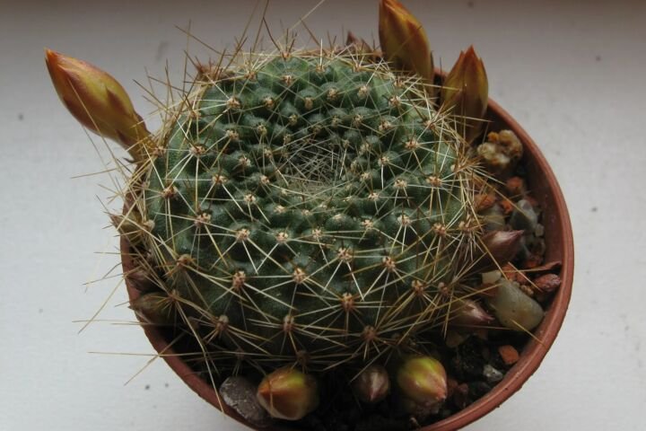 Rebutia marsoneri