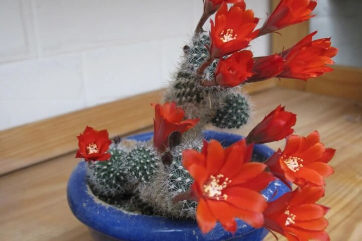 Rebutia minuscula