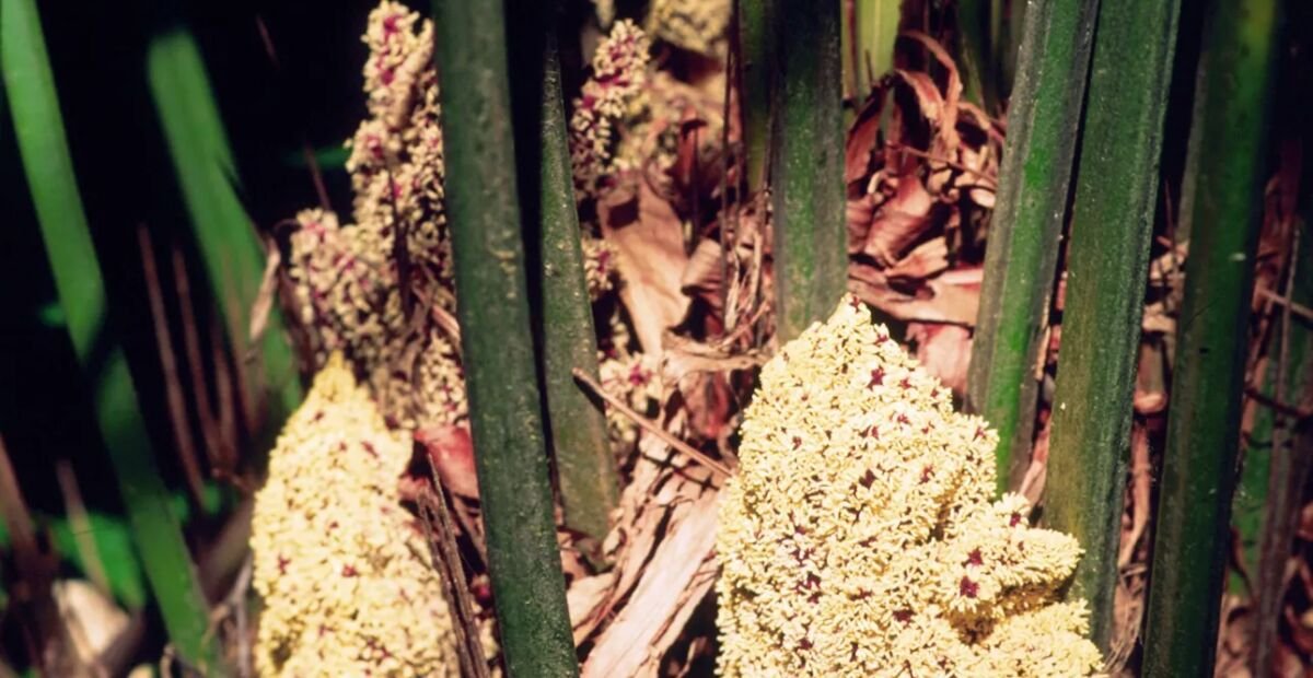 Rhapidophyllum hystrix – plant photo