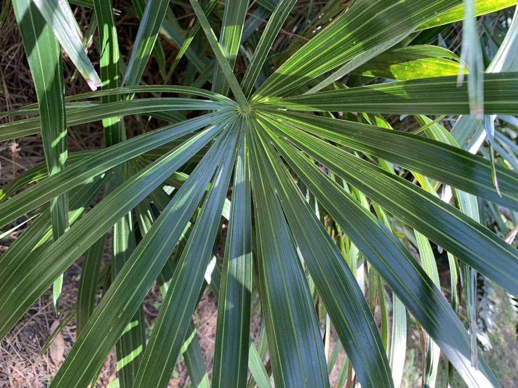 palma ihličková (Rhapidophyllum hystrix) – v záhrade, fotografia rastliny