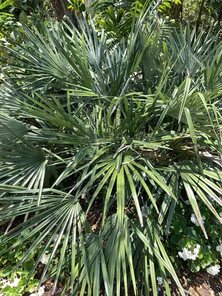 palma ihličková (Rhapidophyllum hystrix) – v záhrade, fotografia rastliny