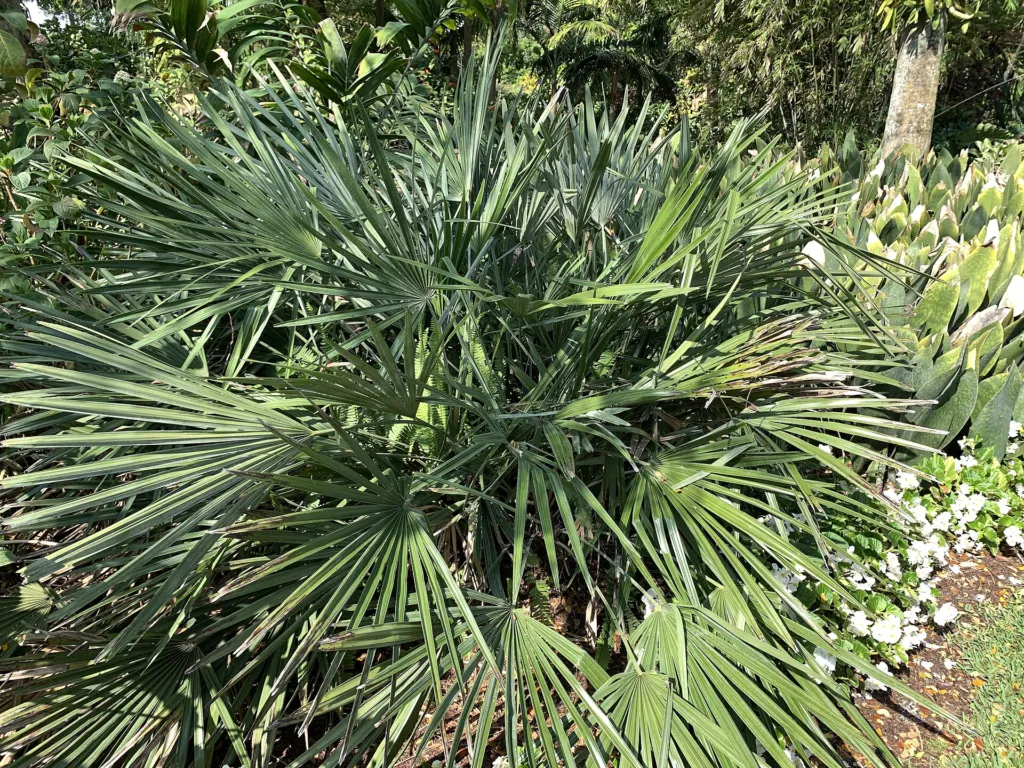palma ihličková (Rhapidophyllum hystrix) – v záhrade, fotografia rastliny