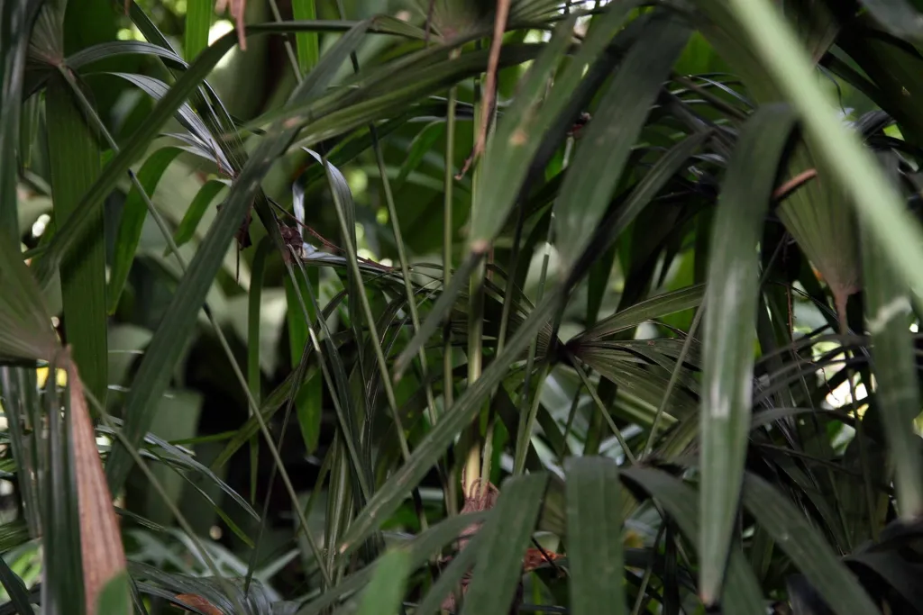 palma della signora o palma bambù (Rhapis excelsa) – in a garden setting, plant photo